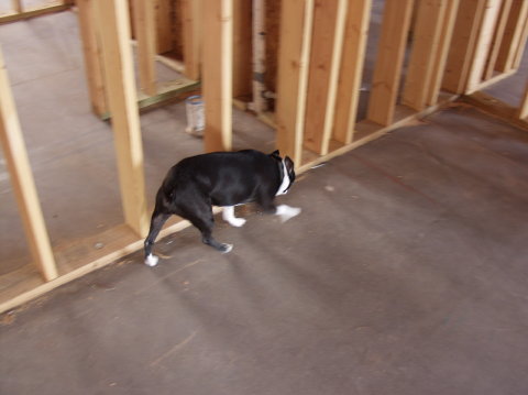 Bandit Snifs his new house